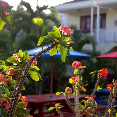 Negril Palms-2
